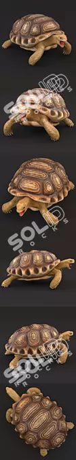 Smooth Turtle 3D Model 3D model image 2