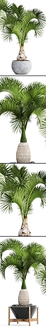 Tropical Bottle Palm Collection 3D model image 2
