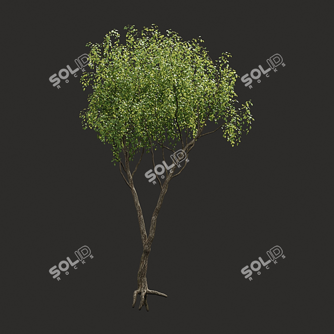 Summertime Tree Essence 3D model image 1