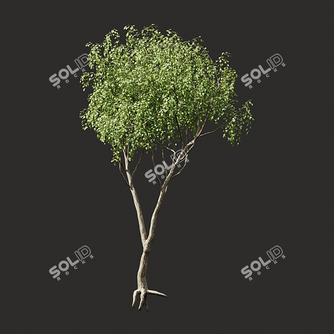 Summertime Tree Essence 3D model image 2