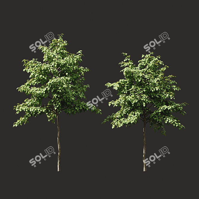 Green Summer Tree Models 3D model image 1