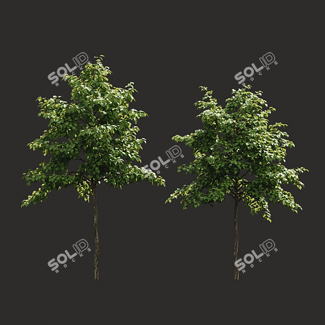 Green Summer Tree Models 3D model image 2