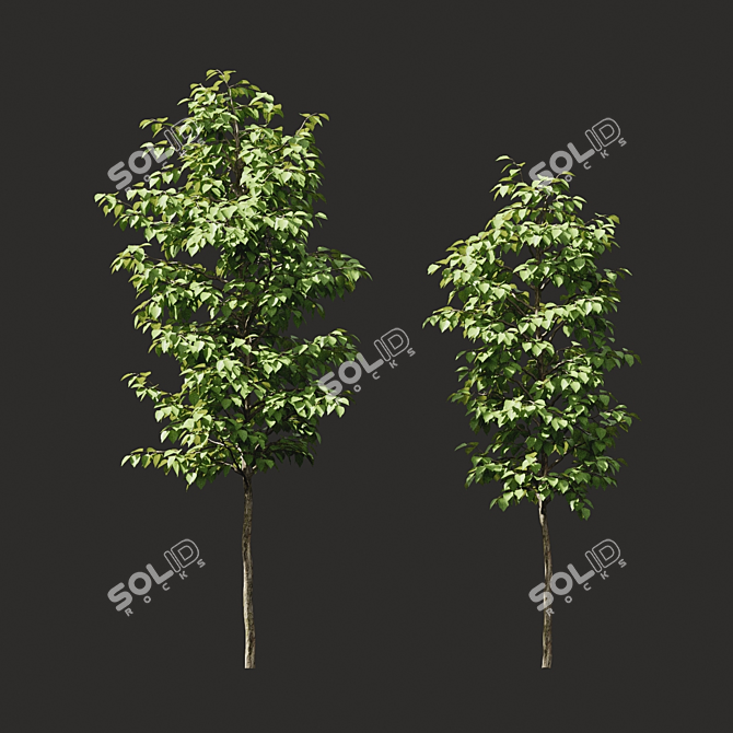 Summer Tree Set: Perfect for Closeups 3D model image 2