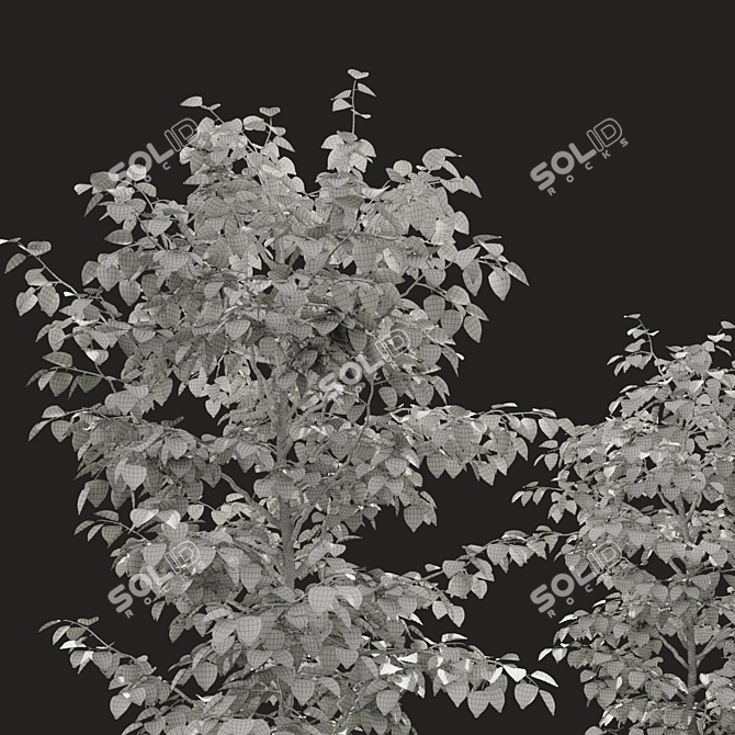 Summer Tree Set: Perfect for Closeups 3D model image 3