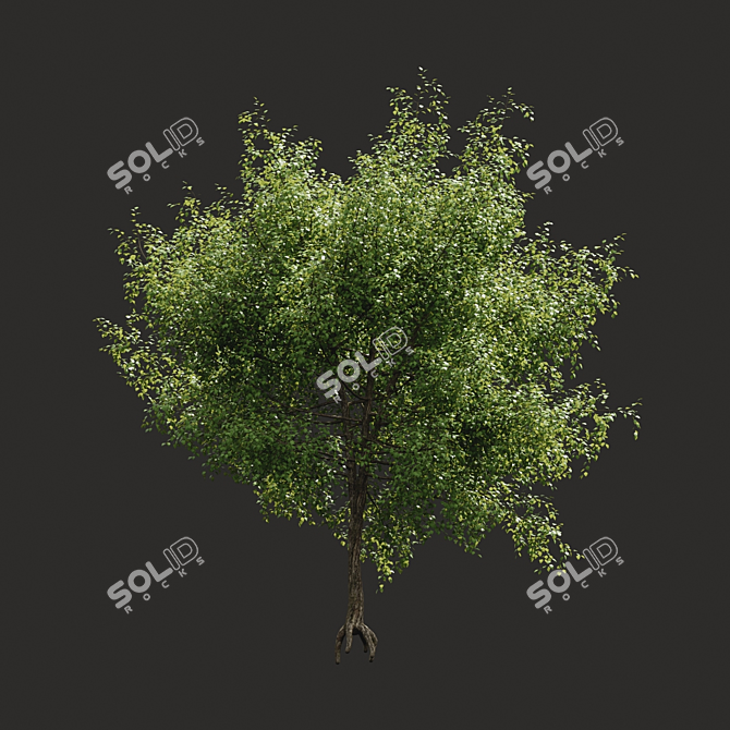 Optimized Tree Model for Summer 3D model image 1