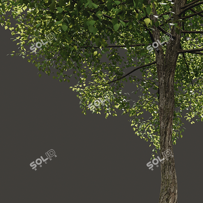 Optimized Tree Model for Summer 3D model image 2