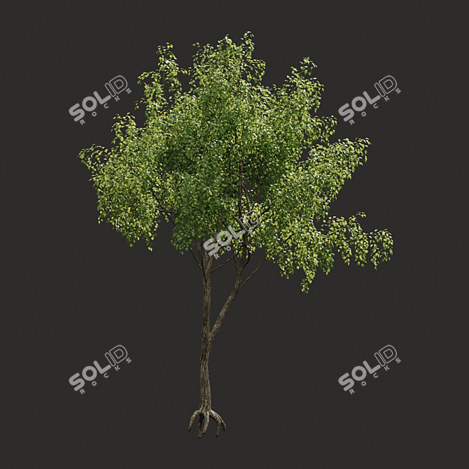 Summer Tree Model: High-Quality & Versatile 3D model image 1
