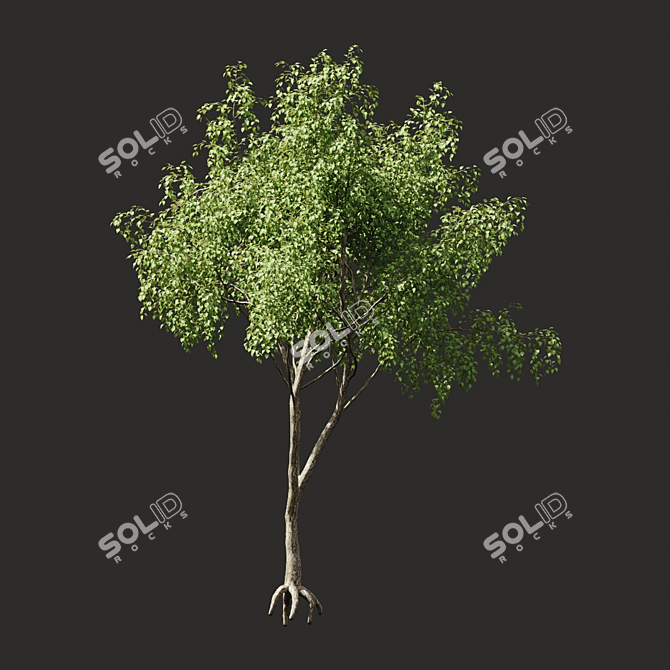 Summer Tree Model: High-Quality & Versatile 3D model image 2