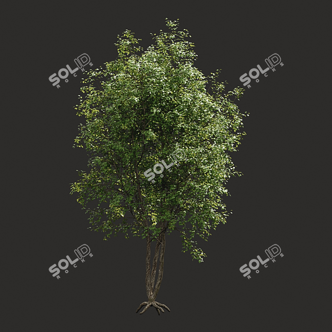 Summer Tree Model - Mid Range 3D model image 2