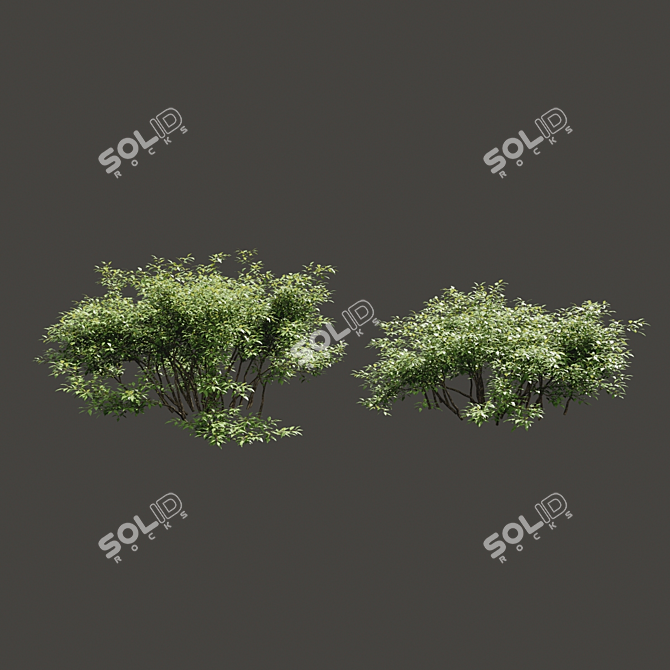 Lush Summer Foliage Duo 3D model image 1