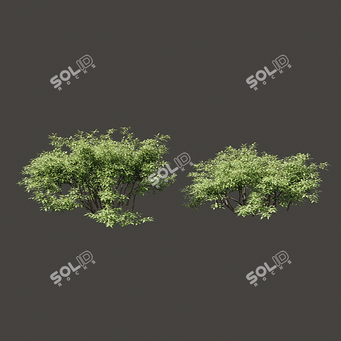 Lush Summer Foliage Duo 3D model image 2