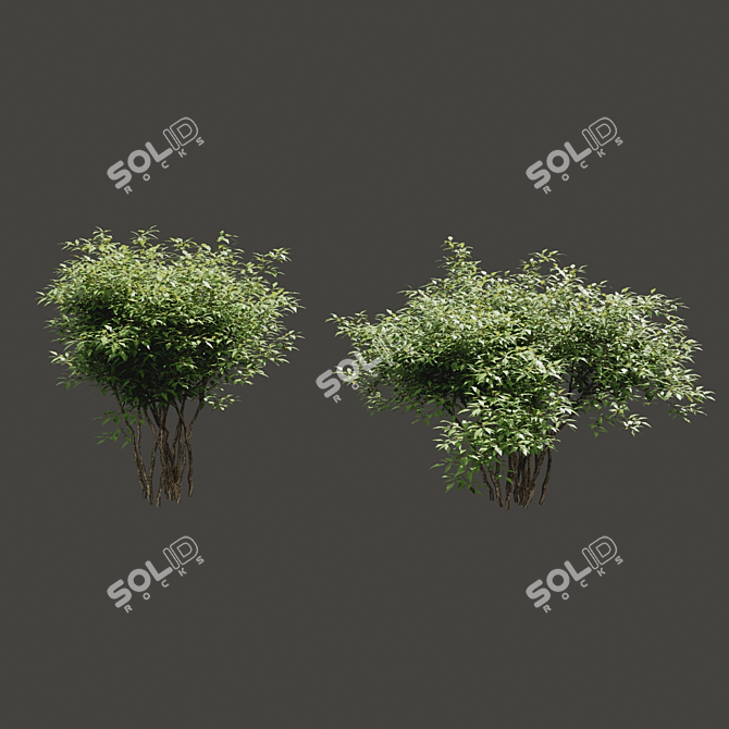 Sunny Shrubs for Scenic Hedges 3D model image 1