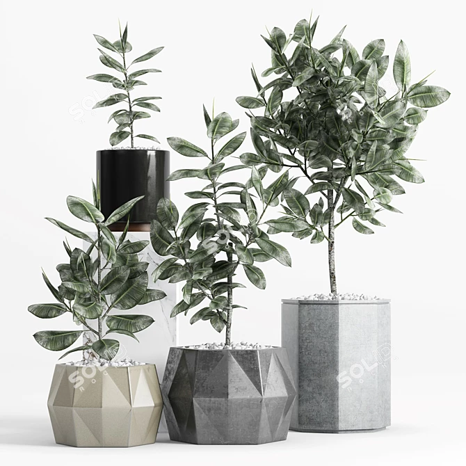 Variegated Ficus Elastica in Various Planters 3D model image 1