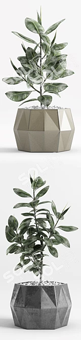 Variegated Ficus Elastica in Various Planters 3D model image 3