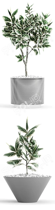 Variegated Ficus in Stylish Planters 3D model image 2