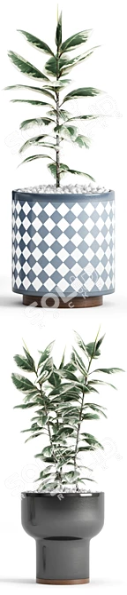 Variegated Ficus in Stylish Planters 3D model image 3