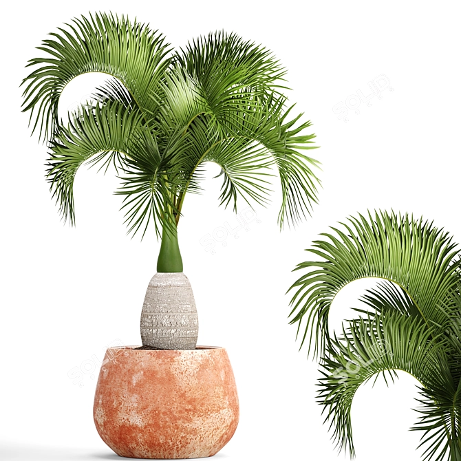 Rare Bottle Palm Tree 3D model image 1