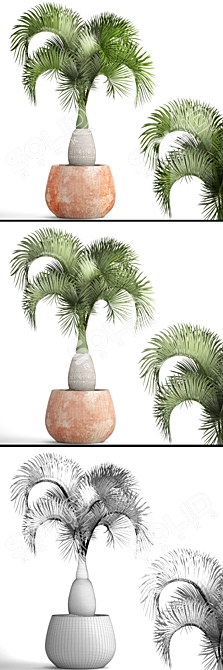 Rare Bottle Palm Tree 3D model image 3