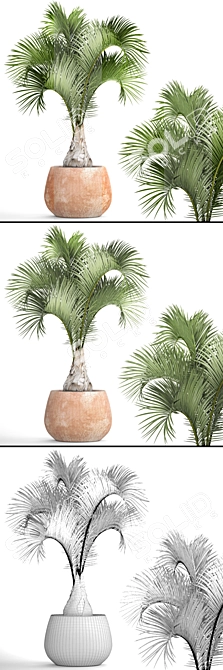  Bottle Palm Tree: Exotic and Beautiful 3D model image 3