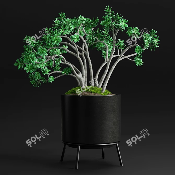 Case Study Planter - Jade Plant 3D model image 1