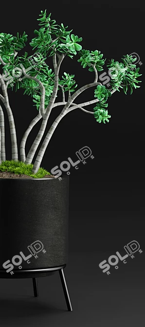 Case Study Planter - Jade Plant 3D model image 2