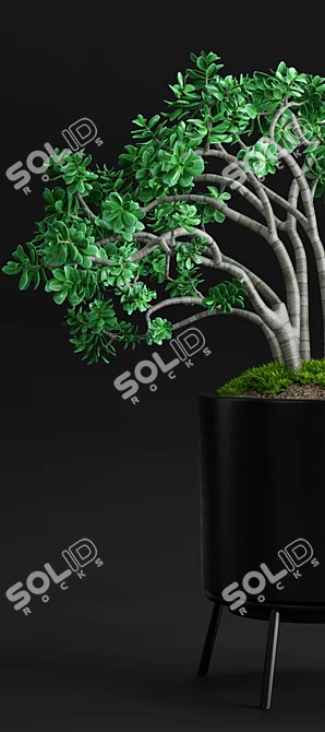 Case Study Planter - Jade Plant 3D model image 3