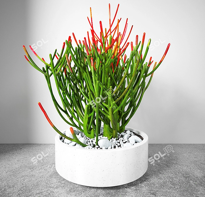 Euphorbia Tirucally Pots: 3D Model Collection 3D model image 1