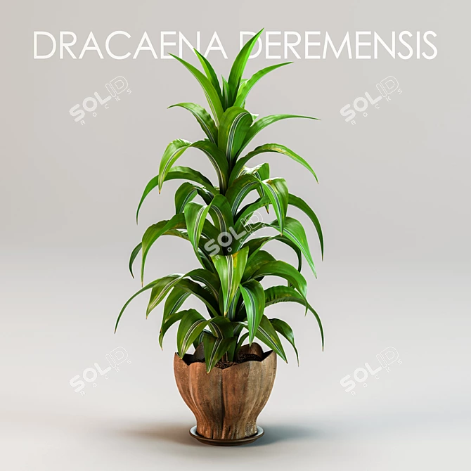 Fragrant Dracaena Plant in Pot 3D model image 1