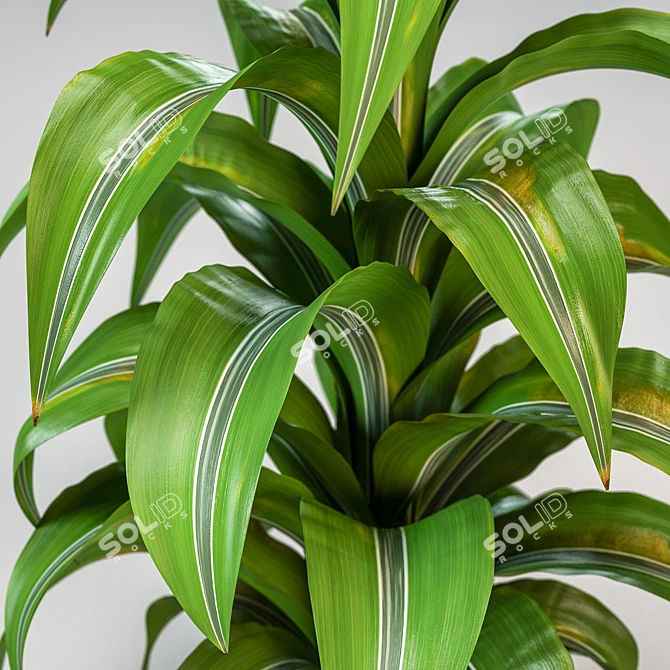 Fragrant Dracaena Plant in Pot 3D model image 2