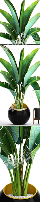  Exotic Ravenala Collection: 79 Plants 3D model image 2