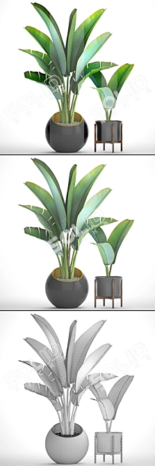  Exotic Ravenala Collection: 79 Plants 3D model image 3