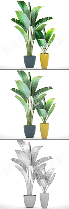 Exotic Plant Collection: Ravenala 3D model image 3