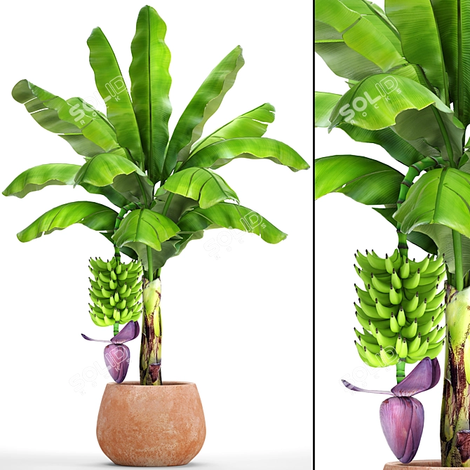 Japanese Banana Plant - Musa Basjoo 3D model image 1