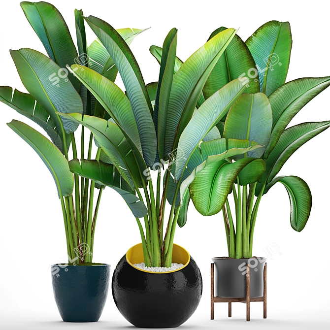 Exotic Plant Collection: Ravenala 3D model image 1
