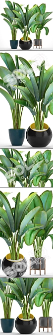 Exotic Plant Collection: Ravenala 3D model image 2