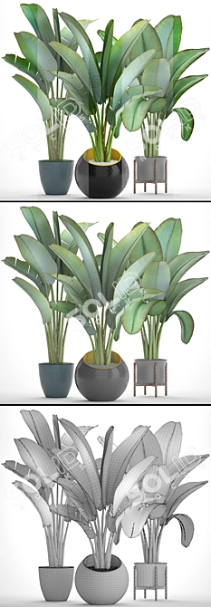 Exotic Plant Collection: Ravenala 3D model image 3