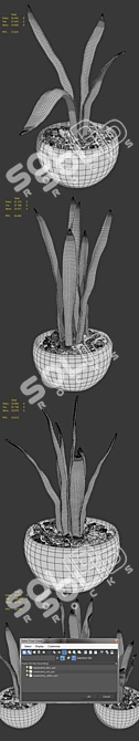 Tropical Room Plant Set (Realistic) 3D model image 2