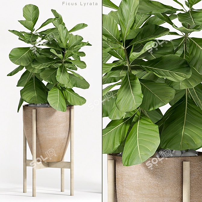 Stylish Ficus Lyrata: Green Elegance 3D model image 1