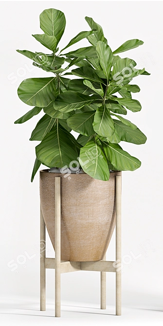 Stylish Ficus Lyrata: Green Elegance 3D model image 2