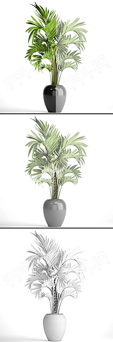 Exquisite Howea Palm: Forsteriana 3D model image 3