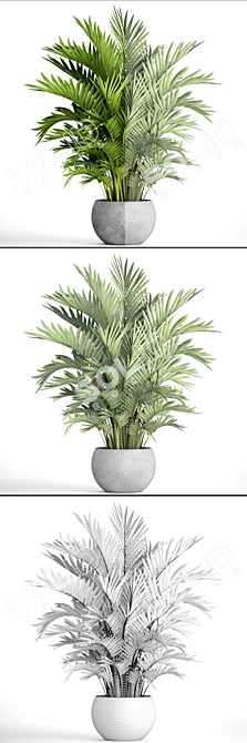 Title: Exquisite Howea Forsteriana Palms 3D model image 3