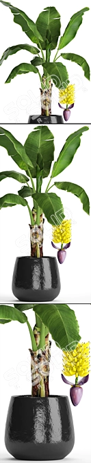 Fruitful Banana Palm 3D model image 2