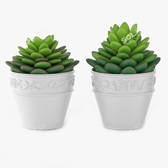 Miniature Succulent Plants Set 3D model image 1