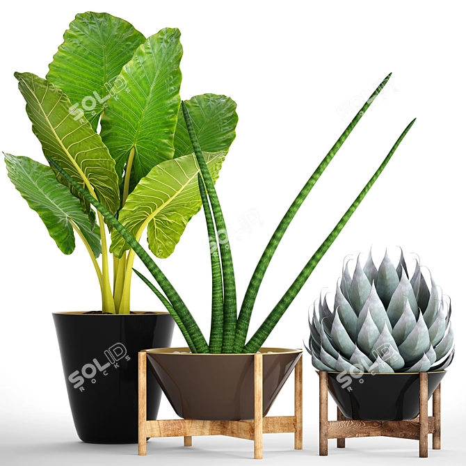 Tropical Plant Collection: Agave, Alocasia, Sansevieria 3D model image 3