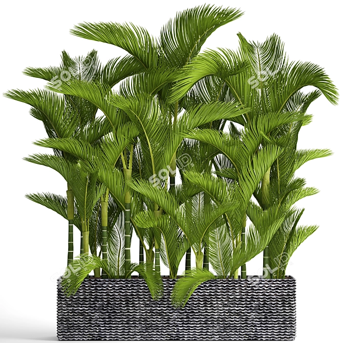 Tropical Paradise: Dypsis Lutescens 3D model image 1