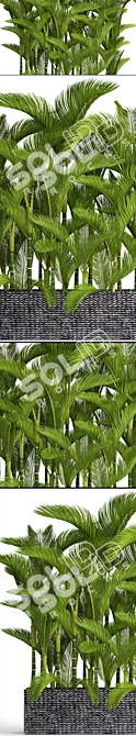 Tropical Paradise: Dypsis Lutescens 3D model image 2