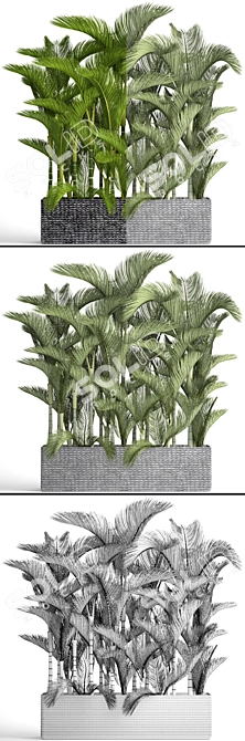 Tropical Paradise: Dypsis Lutescens 3D model image 3