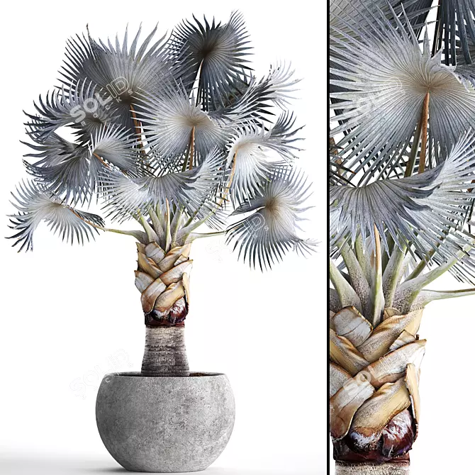 Noble Blue Bismarckia Palm 3D model image 1