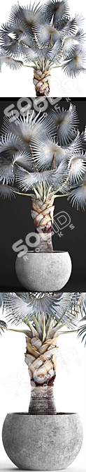 Noble Blue Bismarckia Palm 3D model image 2