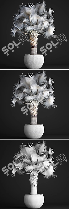 Noble Blue Bismarckia Palm 3D model image 3